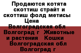 Продаются котята скоттиш страйт и скоттиш фолд метисы.   › Цена ­ 1 000 - Волгоградская обл., Волгоград г. Животные и растения » Кошки   . Волгоградская обл.,Волгоград г.